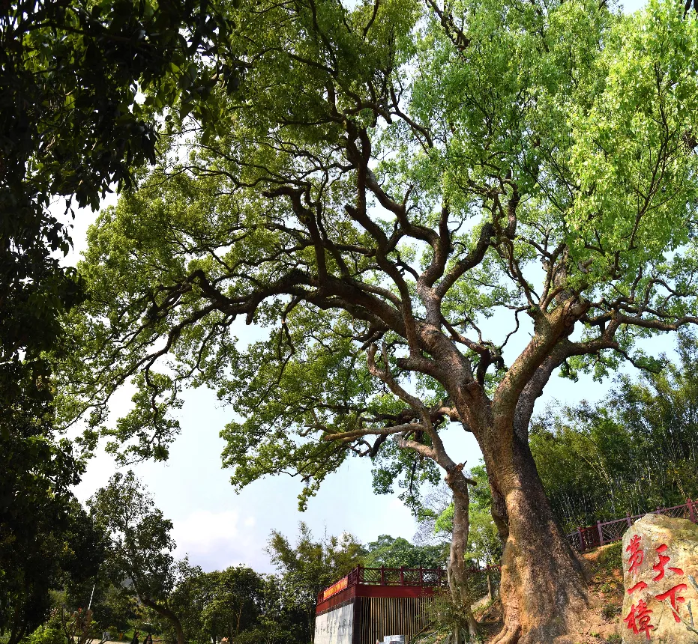 特色文旅品牌产品⑨ | 郁南县桂圩镇龙岗文旅特色村