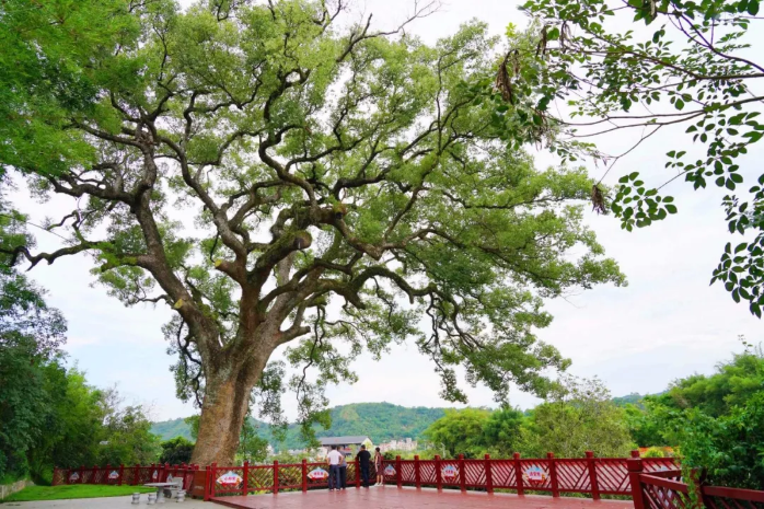 特色文旅品牌产品⑨ | 郁南县桂圩镇龙岗文旅特色村