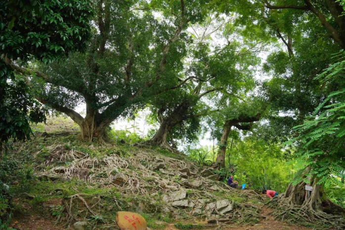 特色文旅品牌产品⑨ | 郁南县桂圩镇龙岗文旅特色村