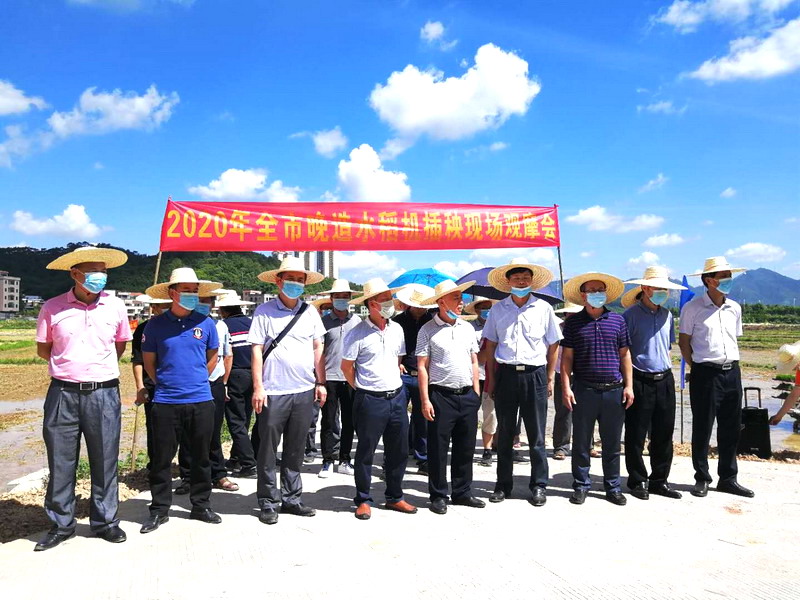 23日上午 “云浮市晚造水稻机械化插秧现场观摩会”在云安区都杨镇三合村举行 1.jpg